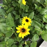 Thumbnail of post image 118